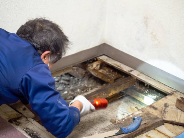 Best Toxic Mold Removal  in Mount Airy, MD