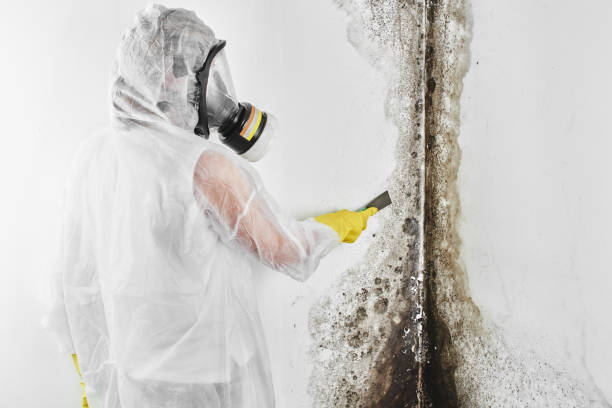 Best Mold Removal Company Near Me  in Mount Airy, MD