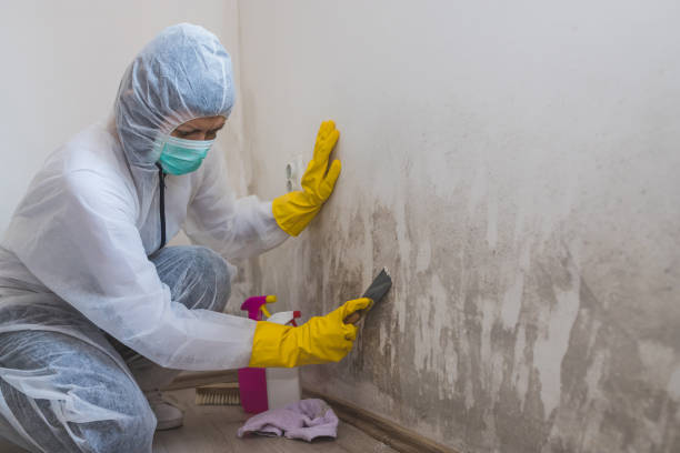 Best Mold Testing  in Mount Airy, MD