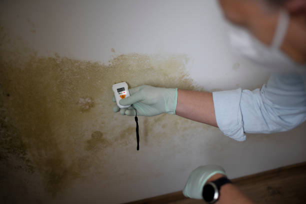 Crawl Space Mold Removal in Mount Airy, MD