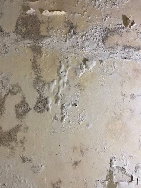 Professional Mold Removal in Mount Airy, MD