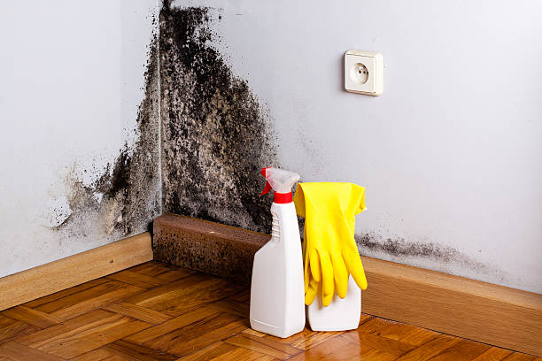 Best Office Mold Removal Services  in Mount Airy, MD