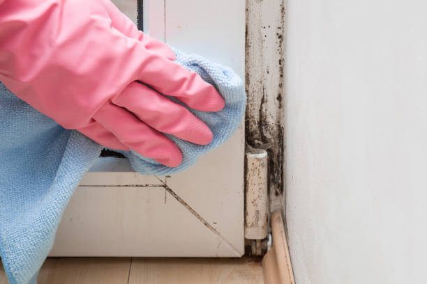 Best Commercial Mold Removal  in Mount Airy, MD